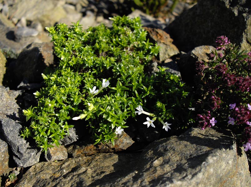 Phlox austromontana en fleurs sur des pentes rocailleuses dans les montagnes du sud-ouest des États-Unis